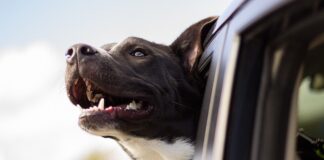 Un numero record di eurodeputati chiede un commissario europeo per il benessere degli animali animali caldo