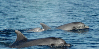 Progetto “Delfini Metropolitani”, Smarties sostiene l’Acquario di Genova delfini metropolitani