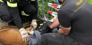 San Rocco a Lavagno, salvato capriolo rimasto incastrato in una ringhiera salvataggio capriolo