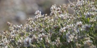 Distrugge area di macchia mediterranea nel crotonese, denunciato 76enne vegetazione mediterranea