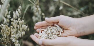 Green packaging, i dieci materiali eco-friendly più rivoluzionari avena