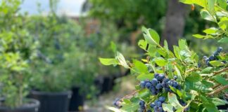 I benefici del mirtillo: ecco cinque motivi per consumarli lillo il mirtillo