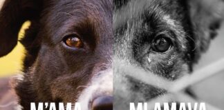 “M’ama, mi amava”, nuova campagna antiabbandono dell’Oipa m'ama m'amava