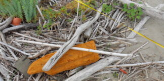 Una barriera verde che protegge le coste: i risultati di una ricerca rifiuti spiaggiati