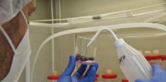 Contrasto Drosophila suzukii, al via il rilascio del parassitoide allevamento ganaspis