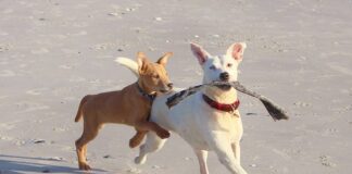 Ferragosto al Baubeach® con workshop e piccole competizioni cagnolini