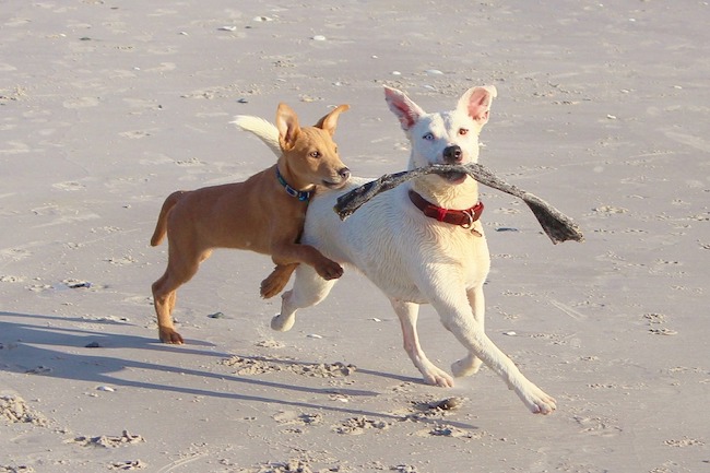 cagnolini