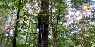Udine, salvato un gatto bloccato da sei giorni su un albero gatto bloccato