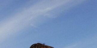 Kungs dopo “Never going home” annuncia nuovi remix: ecco quali kungs