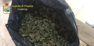 Cosenza, sequestro di oltre 800 Kg. di marijuana e dell’impianto di produzione: un arresto marijuana cosenza