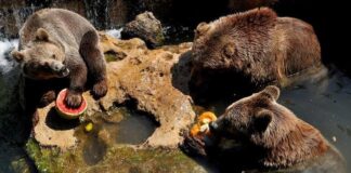 Gli animali del Bioparco di Roma combattono così il caldo … orsi caldo