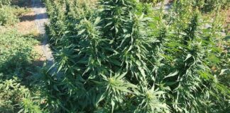 Viterbo, sequestrata area agricola con 5mila piante di canapa pianta cannabis