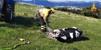 Verona, recuperata e salvata una mucca finita in un dirupo salvataggio mucca