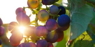 Raccolta e vendemmia, Confagricoltura su carenza di manodopera vendemmia