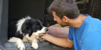 Adozioni amico a 4 zampe, come per scegliere l’amico perfetto costamagna cagnolino