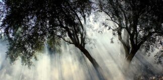 Sostenibilità, ecco quanto è importante per i giovani natura