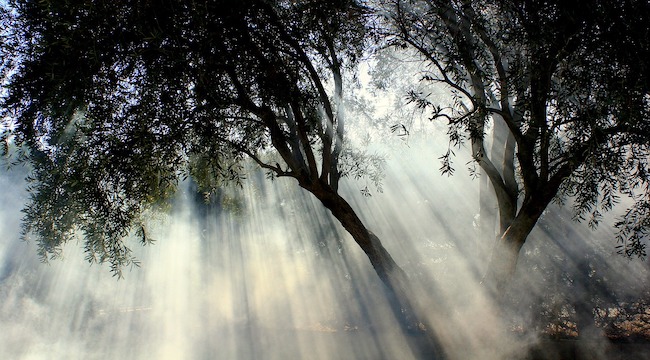 natura