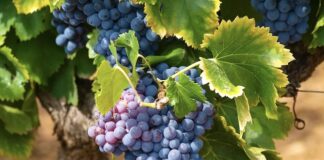 Oiv: produzione mondiale di vino in calo del 4%, Ue -13% uva scura