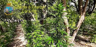 GdF Catania, trovata maxi piantagione di marijuana: un arresto catania piantagione