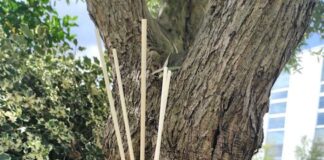 Profumazioni d’ambiente: Magentinahome, sinfonie olfattive per la casa magentina radici zenzero