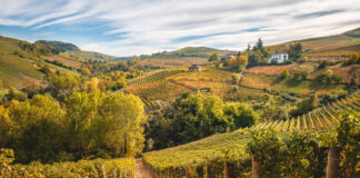 Oltrepò pavese: il mercato dei rustici e dei vigneti
