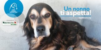 Adozione dei cani senior, al via la campagna natalizia 2021 campagna adotta un nonno