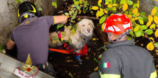 Verona, soccorso dal VdF un cane caduto in una vasca di contenimento cane caduto verona
