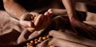 Il futuro di Zanellato è nelle mandorle: ecco perchè zanellato ingrediente segreto