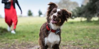 Vodafone lancia il Curve Pet tracker pack per seguire in tempo reale il proprio cane o gatto tramite app