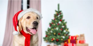 Regali di Natale per gli amici a quattro zampe: ecco i più gettonati adaptil feste di natale