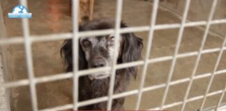 “Adotta un nonnino per le feste”, l’invito della Brambilla all’iniziativa Adotta un nonnino per le feste