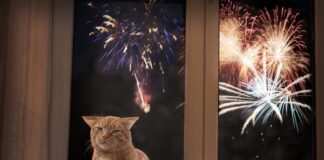 Botti di Capodanno: consigli per proteggere gli amici a quattrozampe fuochi botti