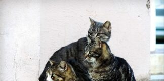 Roma, cibo secco e umido alle colonie feline riconosciute gatti colonia