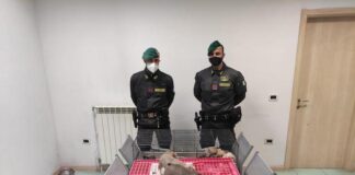 Caserta, sgominato traffico illegale di cuccioli di cani di varie razze animali salvati