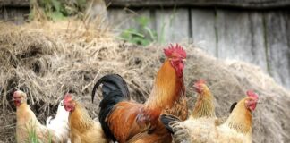 Influenza aviaria, l’appello di Confagricoltura alle banche gallo galline