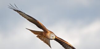 Censimento del Nibbio Reale in Campania: i dati di ARDEA nibbio reale ambrosini