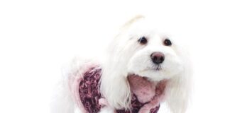 Trapuntina per cane in eco pelliccia nella collezione invernale di Pupakiotti pupakiotti cagnolino