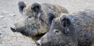 Emergenza sanitaria, peste suina in Piemonte e Liguria suini scuri