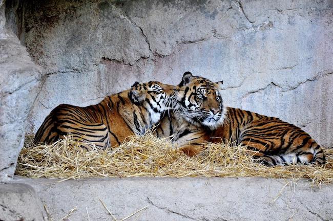 tigri paglia bioparco