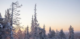 Greta Thunberg: “le miniere in Lapponia non possono far parte di una transizione green” bosco neve