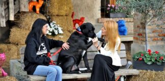 I cavalli salvati dal macello, i gatti della colonia più grande di Roma in tv