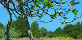 Formentera in primavera: ecco quattro motivi per visitarla camp alex martin