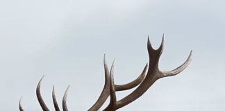 2° Master di primo livello “Fauna e Human Dimension”: come partecipare