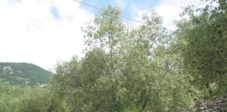Comparto olivicolo 2021, confronto tra le regioni produttive del nord est e la Slovenia oliveti trentino