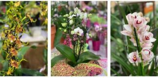 Orchiday, mostra mercato internazionale di orchidee: ecco quando orchidee