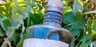 Prebugin, alla scoperta del gin ligure realizzato con il Prebuggiún prebugin