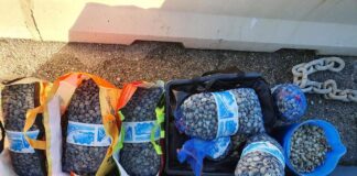 Sequestro di vongole senza etichettatura e tracciabilità in provincia di Ancona vongole sequestrate ancona