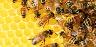 Biodiversità, Pollinate the Planet: Codè Crai Ovest sostiene il progetto api