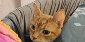 Ucraina, sostegno a popolazioni colpite e quattrozampe da Leidaa garfield