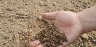 Guerra in Ucraina, da Confagricoltura il no al protezionismo alimentare suolo